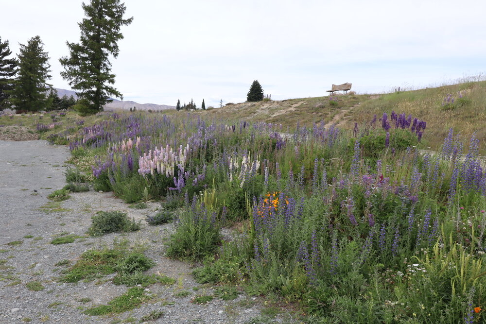 Lupin fields of the South Island