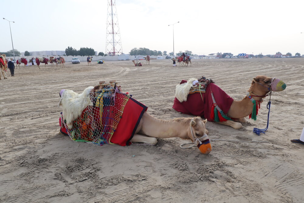 Desert safari &amp; Inland Sea tour – Camel ride