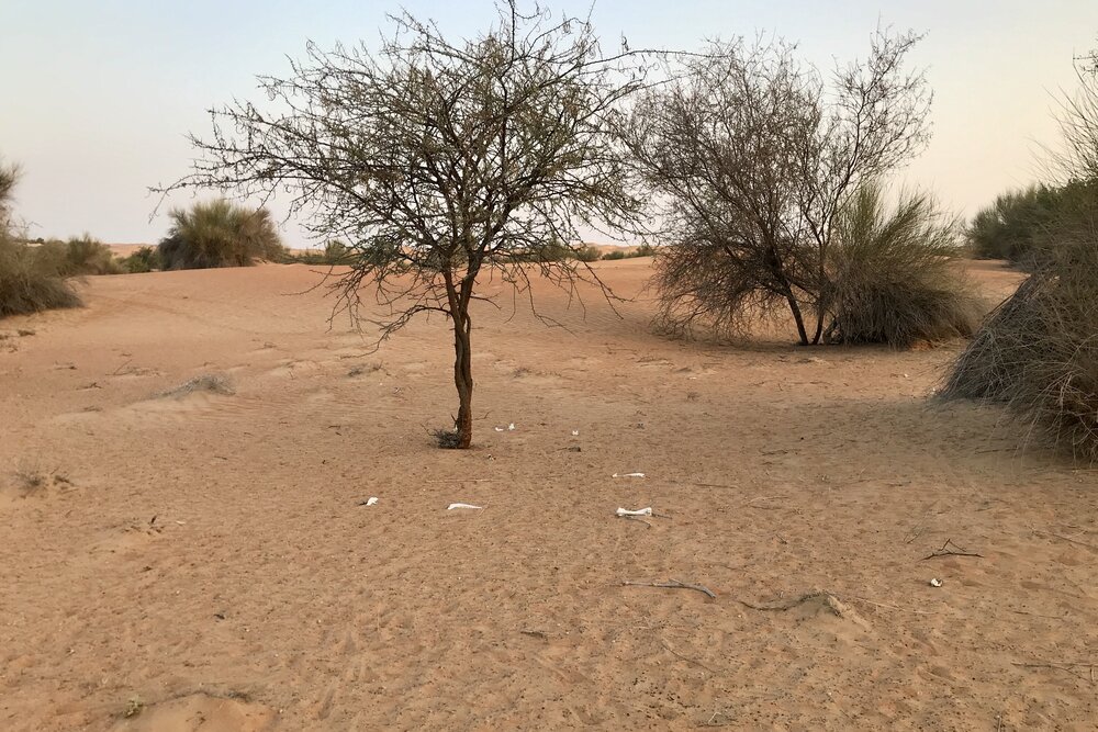 Al Maha Desert Resort Dubai – Nature walk