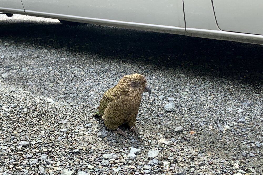 The kea bird!