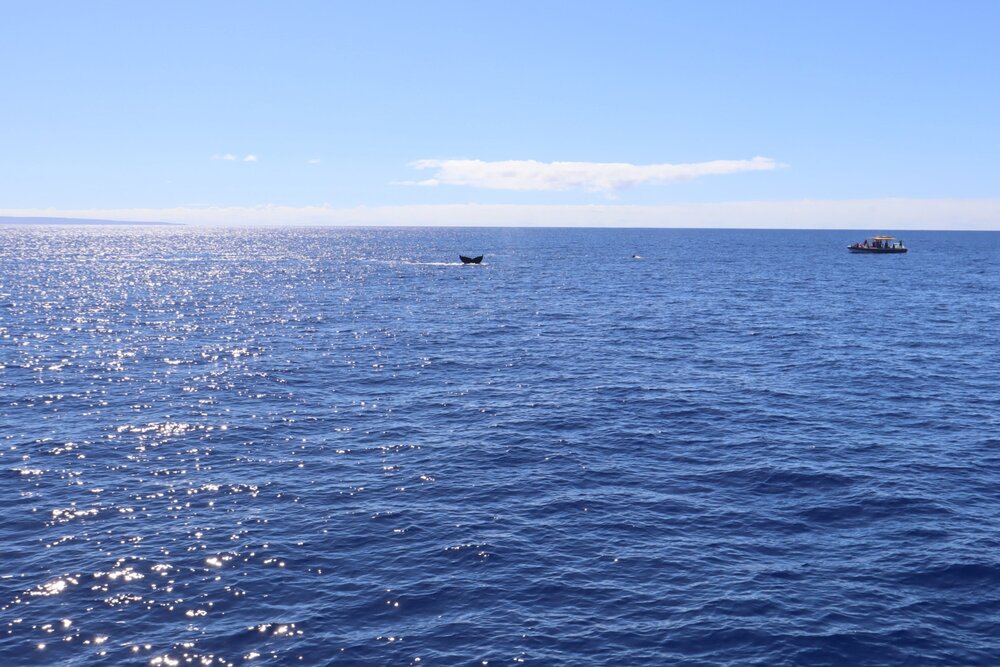 Whale watching in Lahaina