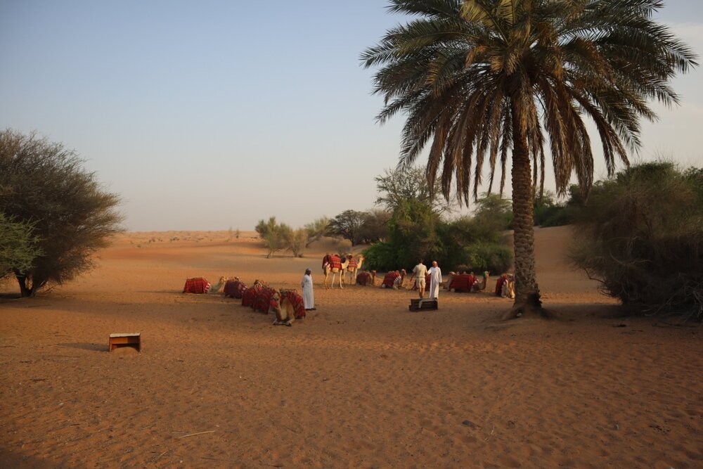 Al Maha Desert Resort Dubai – Camel ride