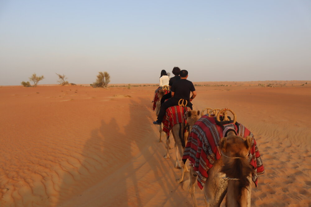 Al Maha Desert Resort Dubai – Camel ride