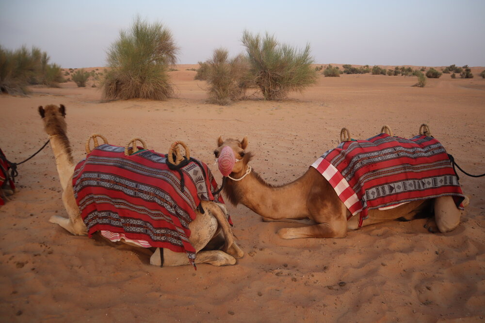 Al Maha Desert Resort Dubai – Camel ride