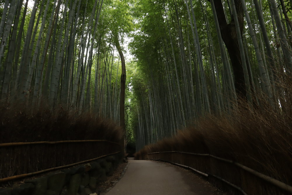 Arashiyama Bamboo Grove