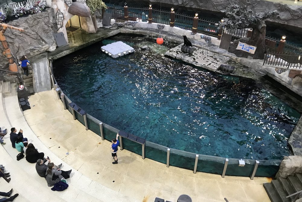 Sea lion show at the West Edmonton Mall