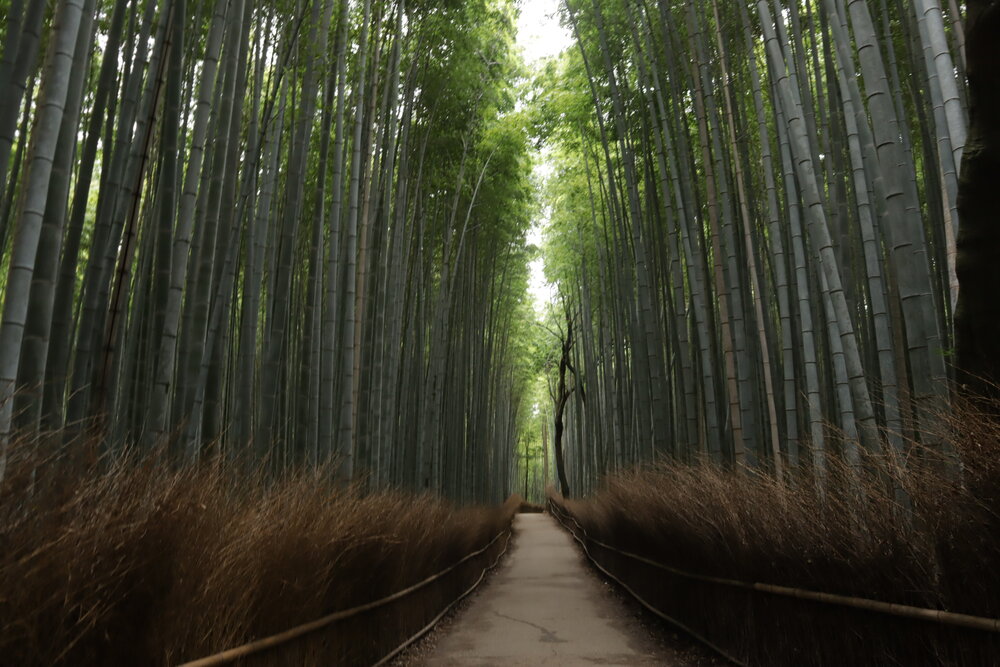 Arashiyama Bamboo Grove