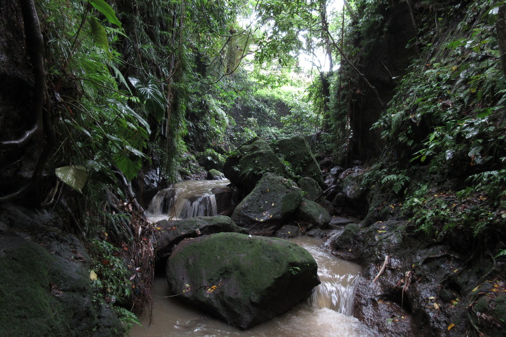 Sacred Monkey Forest