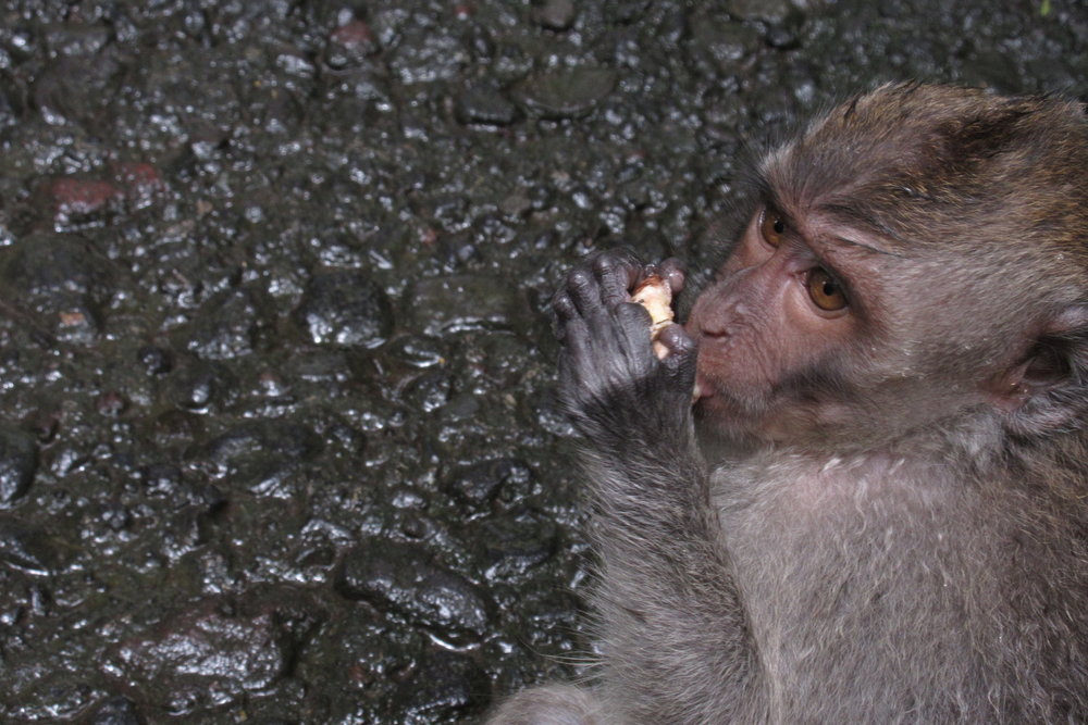 Sacred Monkey Forest –&nbsp;Caught in the act!