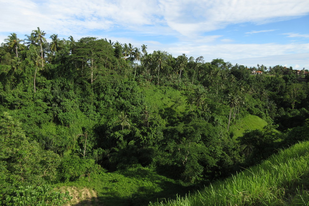 Campuhan Ridge Walk