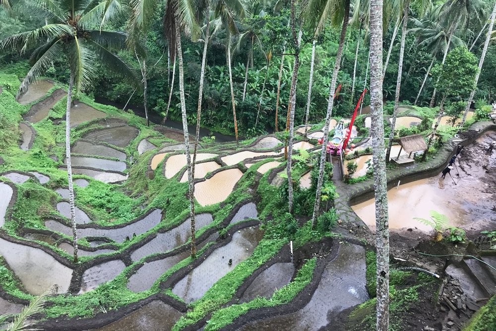 Tegalalang Rice Terrace