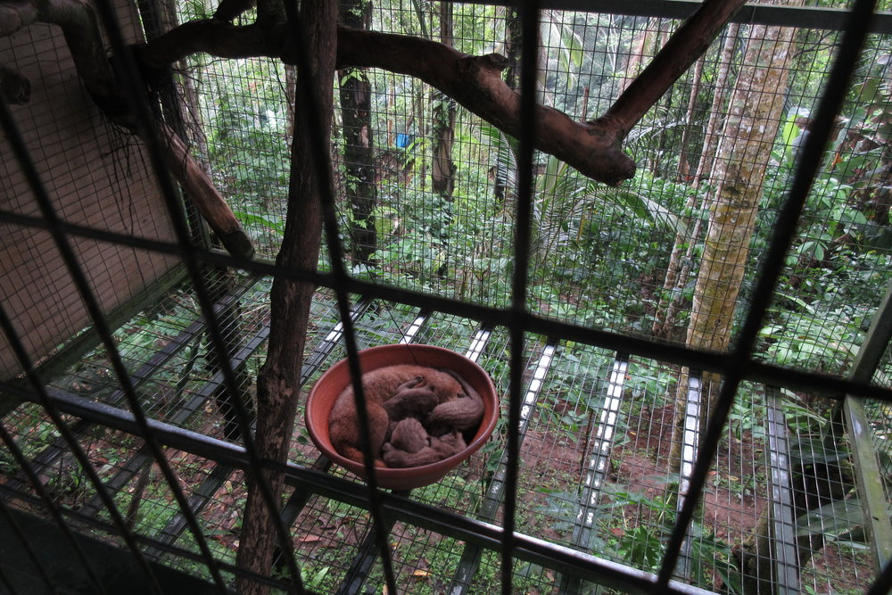 An Asian palm civet, the cat-like animal responsible for digesting luwak coffee beans