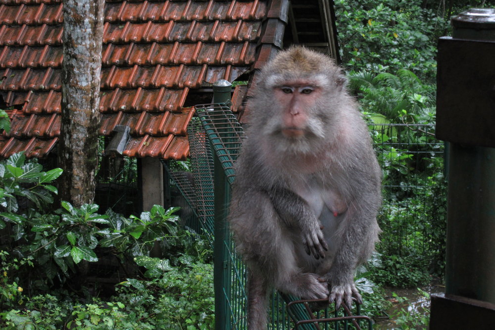 Sacred Monkey Forest