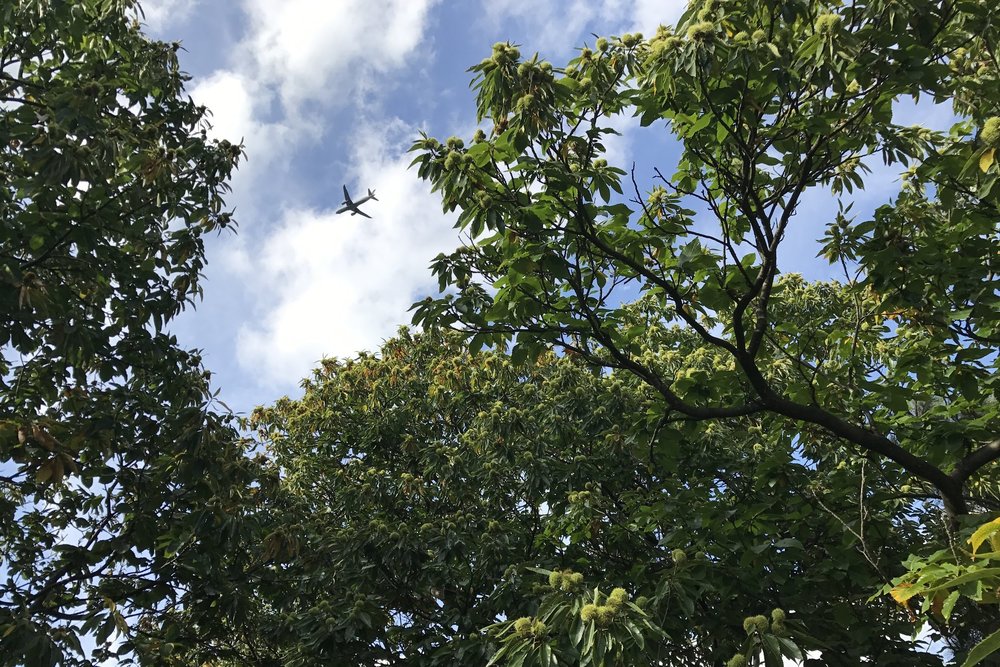 Kew Gardens – View of aircraft overhead