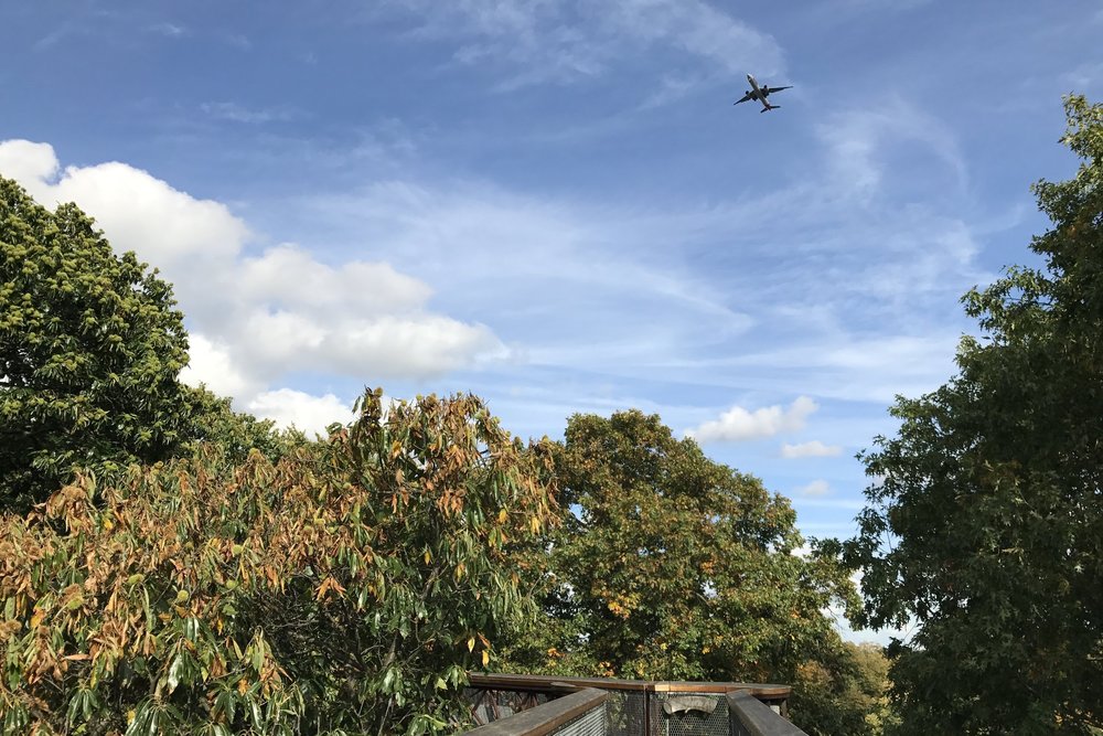 Kew Gardens – View of aircraft overhead