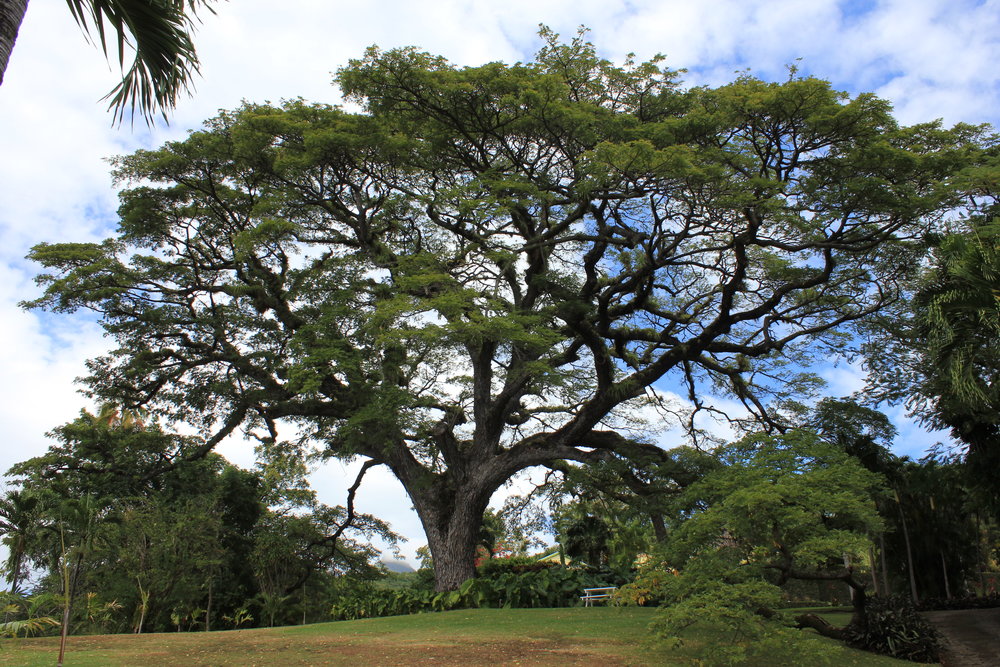 Romney Manor – Saman tree