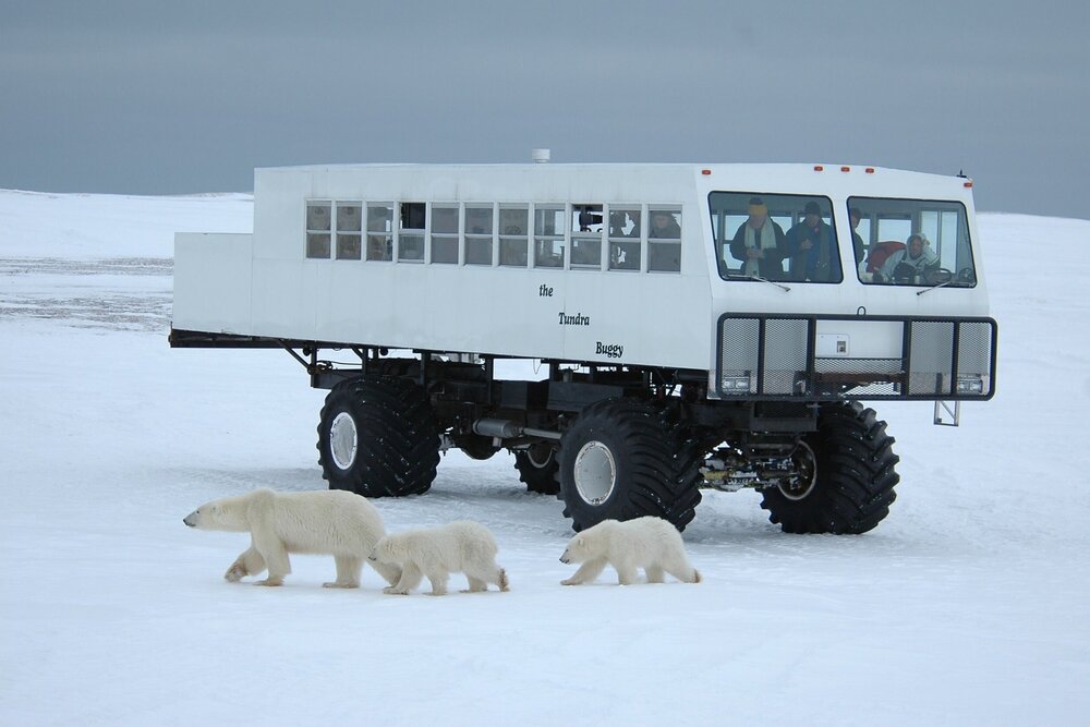 Polar bear tour in Churchill, Manitoba