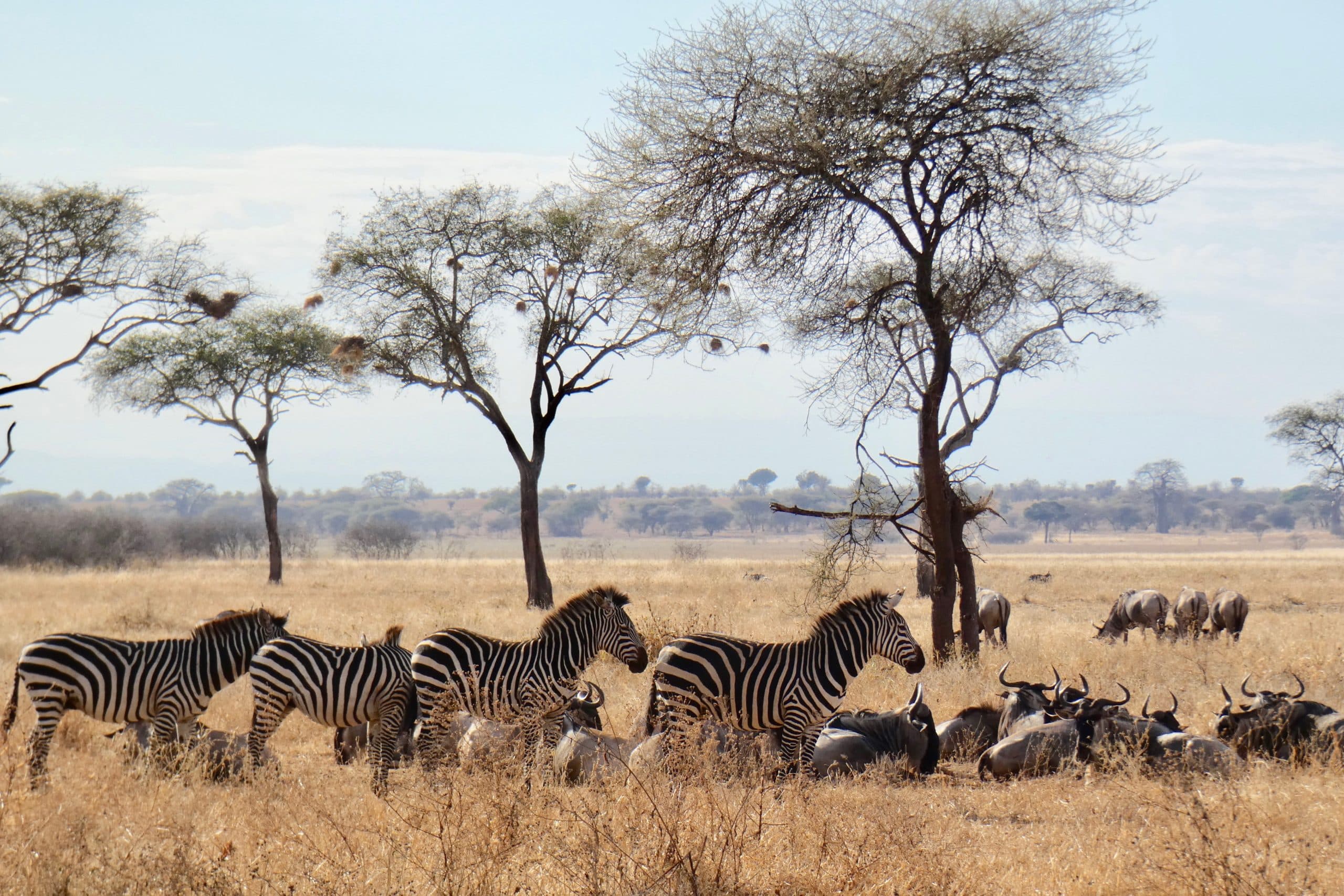 Looking Back on… 10th Anniversary on an African Safari