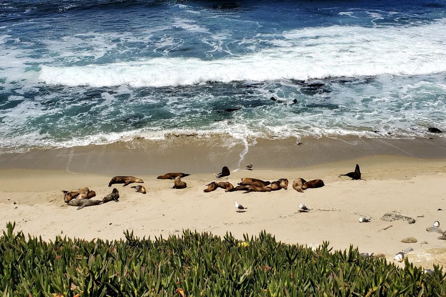 5 Days in San Diego with Kids