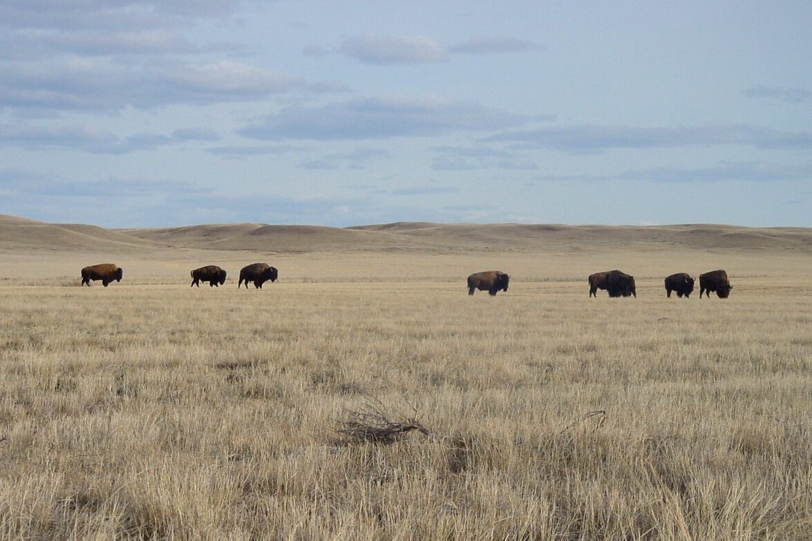 Saskatchewan Grasslands National Park 02 e1747160053527